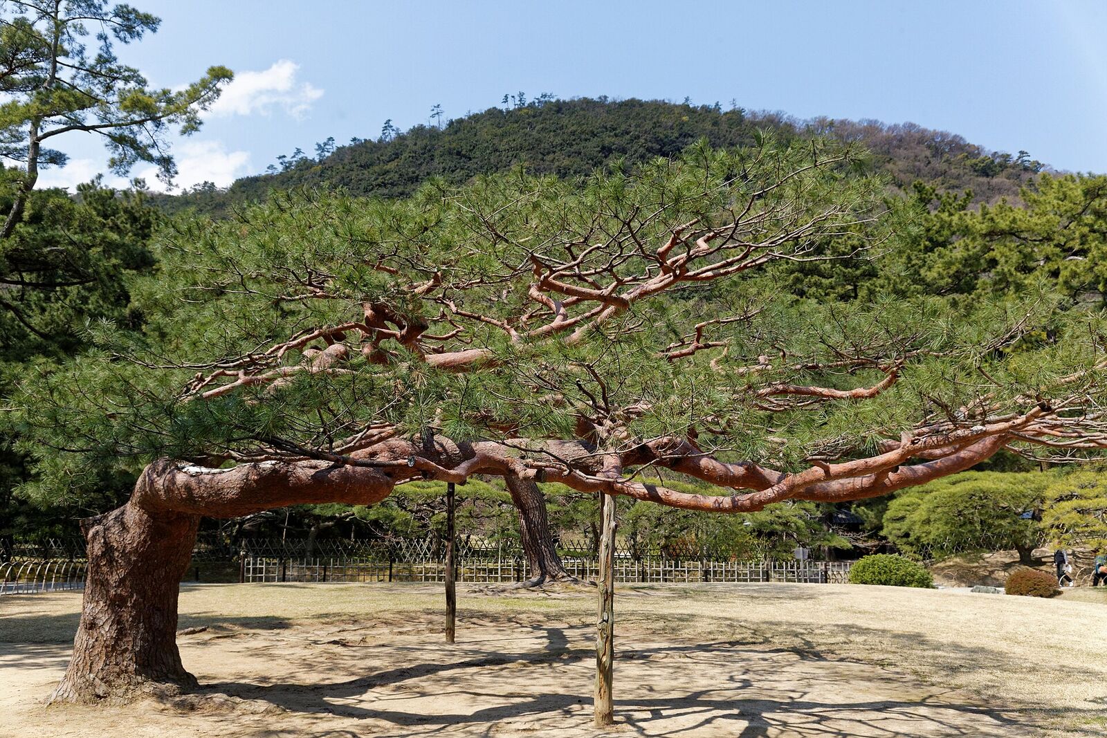 高松市の栗林公園の松